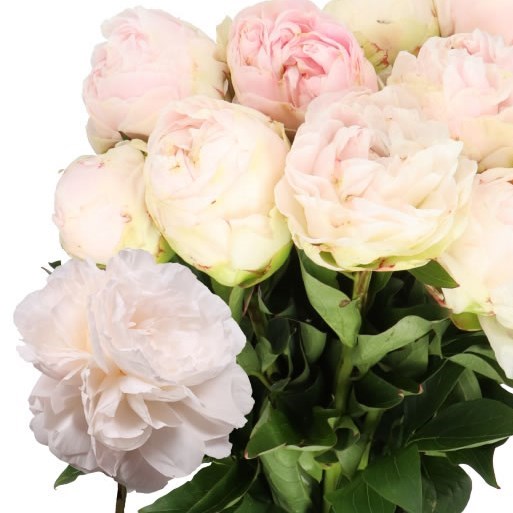 PEONY MOTHERS CHOICE
