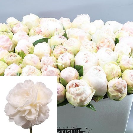 PEONY MOTHERS CHOICE
