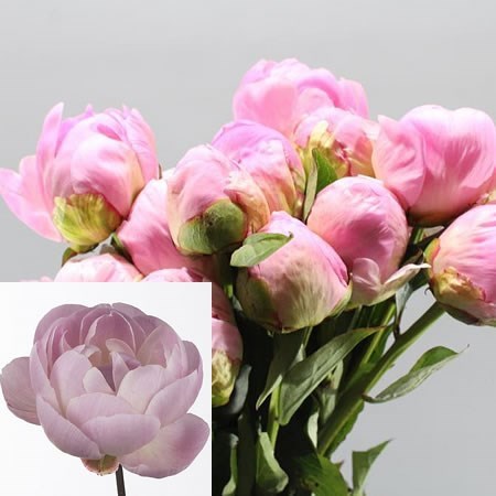PEONY MRS F D ROOSEVELT