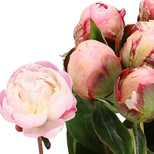 PEONY NICK SHAYLOR