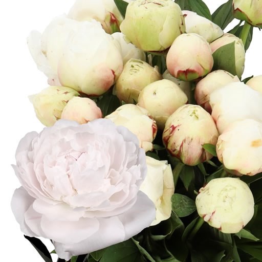 PEONY ODILE