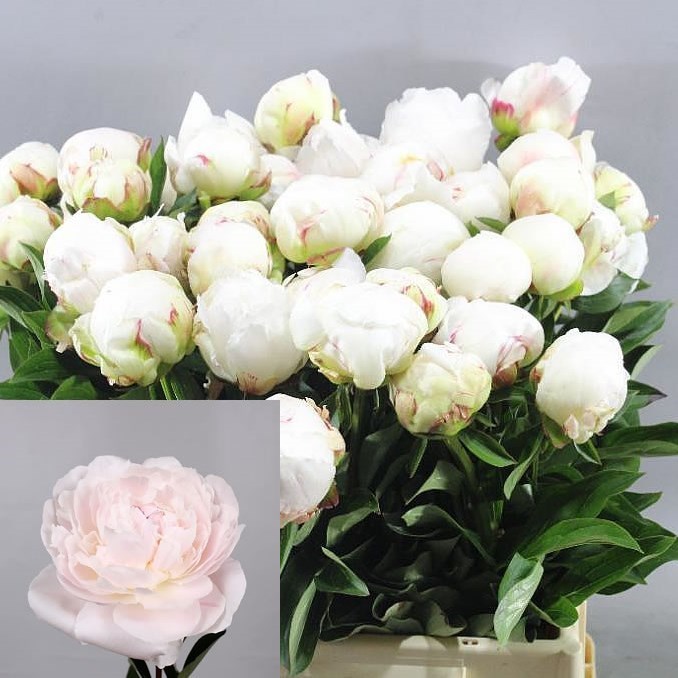 PEONY ODILE 50cm | Wholesale Dutch Flowers & Florist Supplies UK