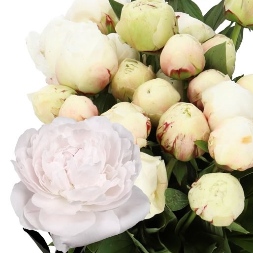 PEONY ODILE