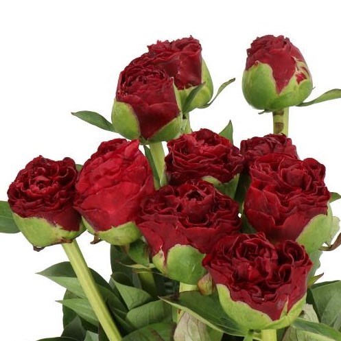 PEONY OLE FAITHFUL