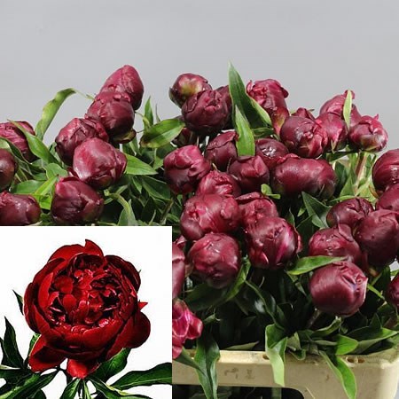 PEONY PETER BRAND 40cm | Wholesale Dutch Flowers & Florist Supplies UK