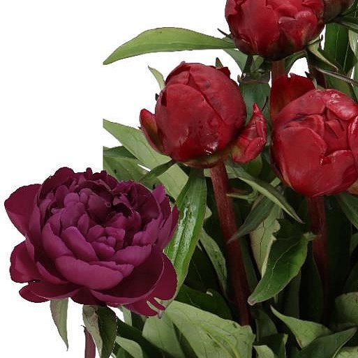 PEONY PETER BRAND