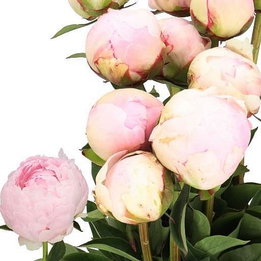 PEONY PILLOW TALK