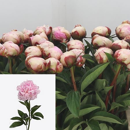 PEONY PINK DIAMOND