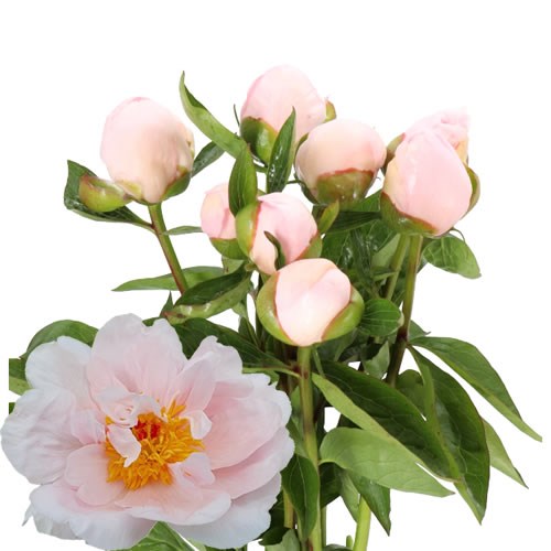 PEONY PINK VANGUARD