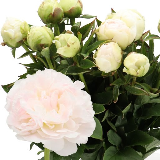 PEONY PUFFED COTTON