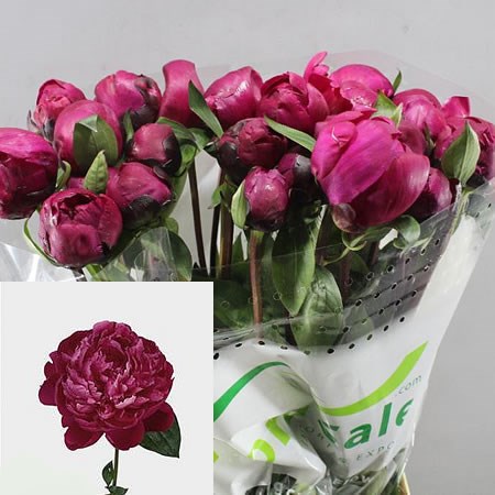 PEONY RED SARAH BERNHARDT - ISRAELI
