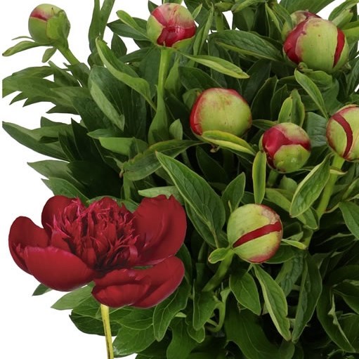 PEONY RED CHARM