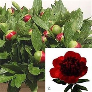 PEONY RED CHARM
