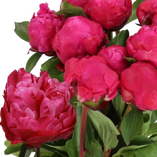 PEONY RED SARAH BERNHARDT