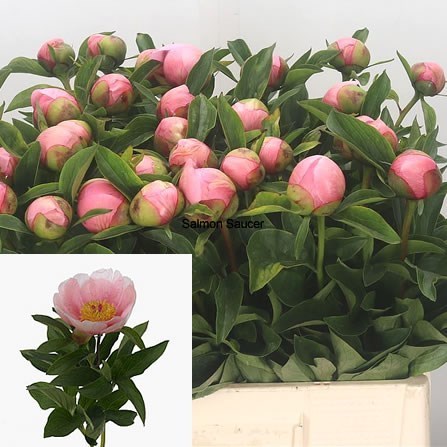 PEONY SOFT SALMON SAUCER 60cm | Wholesale Dutch Flowers & Florist
