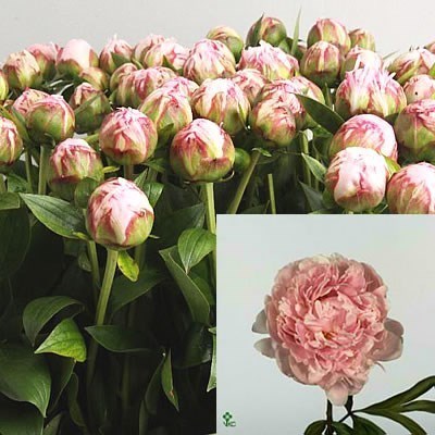 Peony Sarah Bernhardt