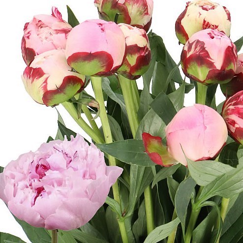 PEONY SARAH BERNHARDT