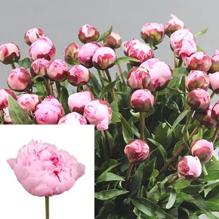 PEONY SARAH BERNHARDT