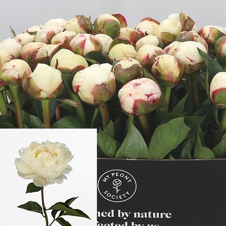 PEONY SNOW MOUNTAIN