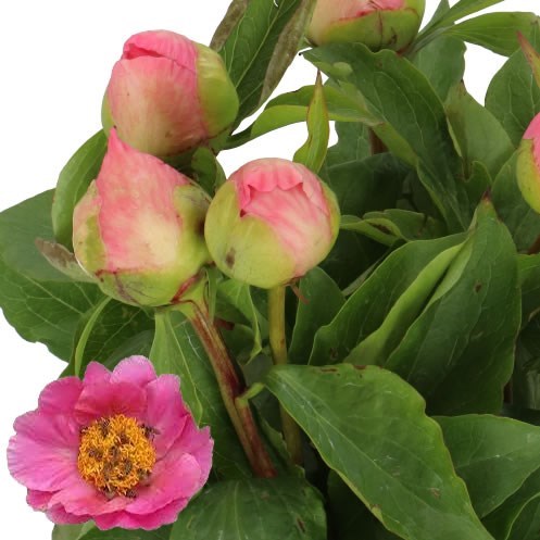 PEONY SUGAR N SPICE