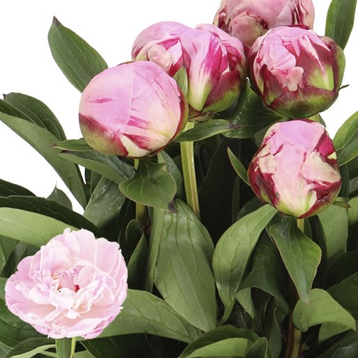 PEONY USSIKNOW