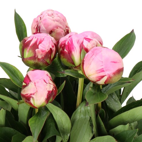 PEONY USSIKNOW