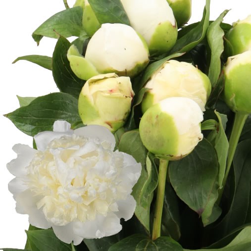 PEONY WHITE ELEGANCE