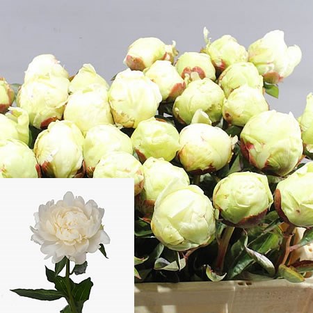 PEONY WHITE IVORY