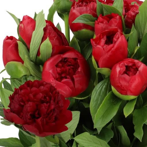 PEONY XMAS VELVET