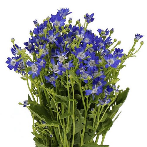 PERICALLIS DARK BLUE