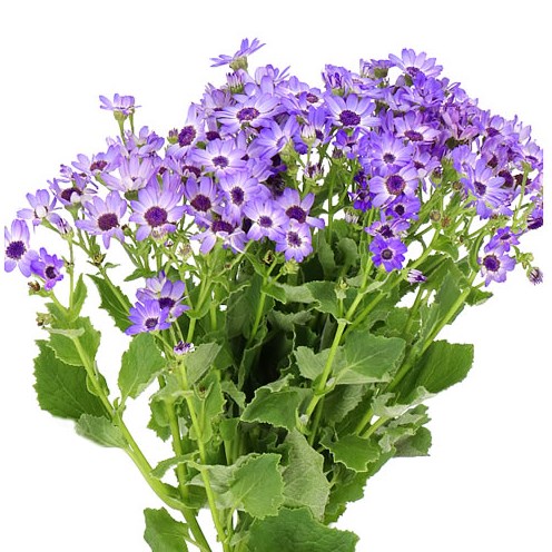 PERICALLIS LIGHT BLUE