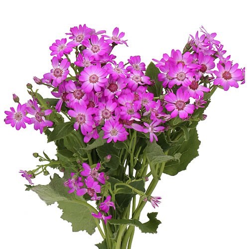 PERICALLIS PINK