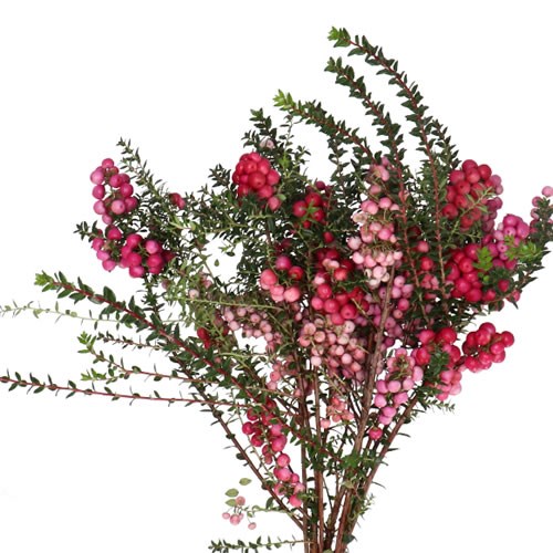 PERNETTYA MUCRONATA
