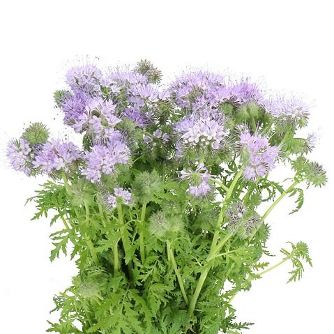 PHACELIA TANACETIFOLIA