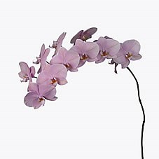 PHALAENOPSIS ORCHID - AKITA