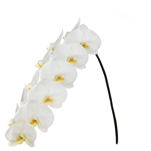 PHALAENOPSIS ORCHID - ALBA ROYALE