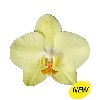 PHALAENOPSIS ORCHID - ANTALYA
