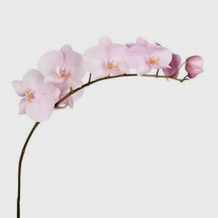 PHALAENOPSIS ORCHID - ANTHURA AKITA