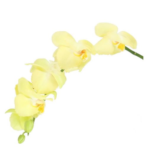 PHALAENOPSIS ORCHID - ANTHURA DETROIT