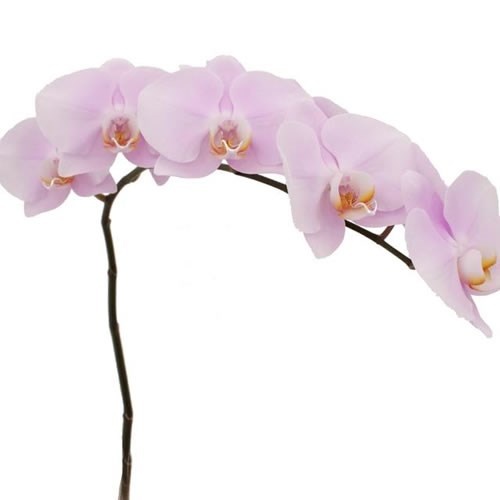 PHALAENOPSIS ORCHID - ANTHURA MANILA
