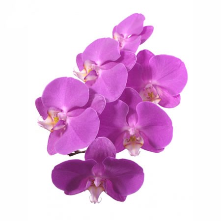 PHALAENOPSIS ORCHID - ANTHURA SEOUL