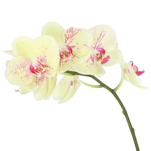 PHALAENOPSIS ORCHID - ANTHURA SINGAPORE