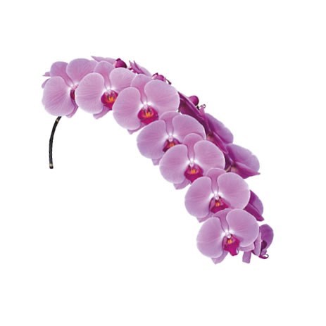 PHALAENOPSIS ORCHID - ANTHURA SURABAYA