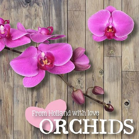 PHALAENOPSIS ORCHID - DELPHI