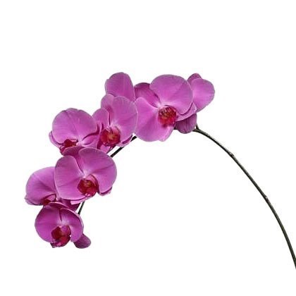PHALAENOPSIS ORCHID - HAPPY VALENTINA