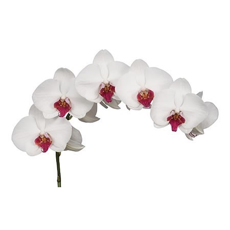 PHALAENOPSIS ORCHID - HONGKONG
