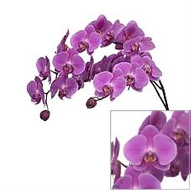 PHALAENOPSIS ORCHID - KUNMING