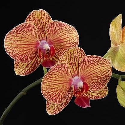 PHALAENOPSIS ORCHID - KV BEAUTY