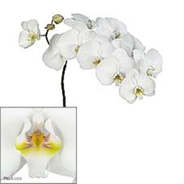 PHALAENOPSIS ORCHID - KYOTO