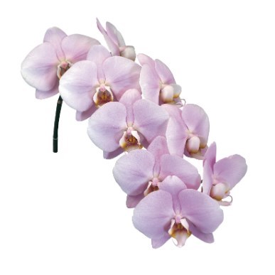 PHALAENOPSIS ORCHID - MANILA